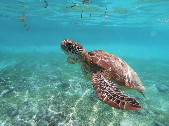 Sea Turtle Photo by Olga Tsai