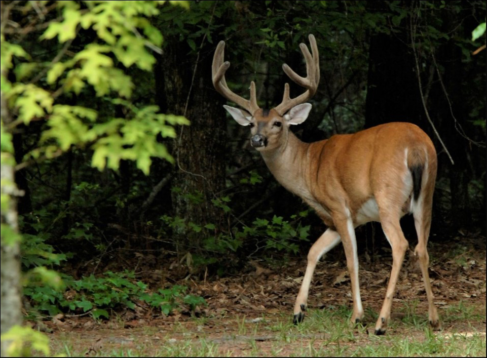 Image of a deer