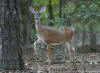 A deer standing in the woods